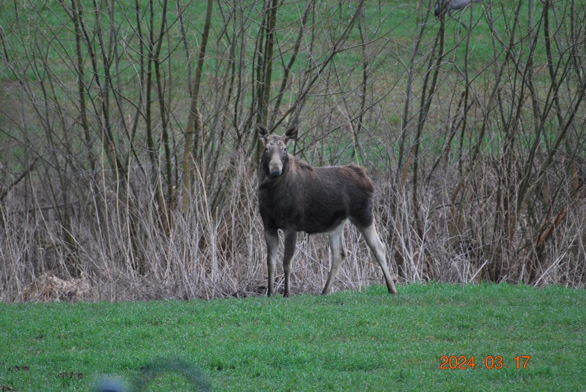 Siedlisko Na Gorce Villa Zalec Exteriör bild